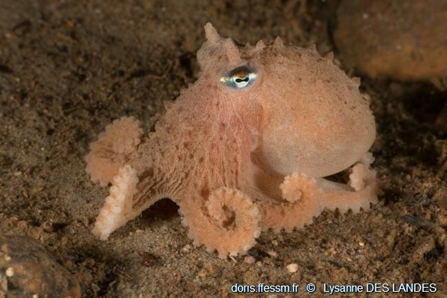 bathypolypus_bairdii_ldl03