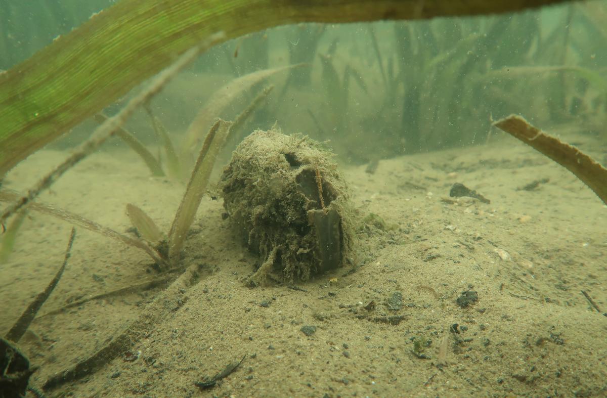 Cachée sous les algues