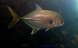 Caranx_latus-mavr852