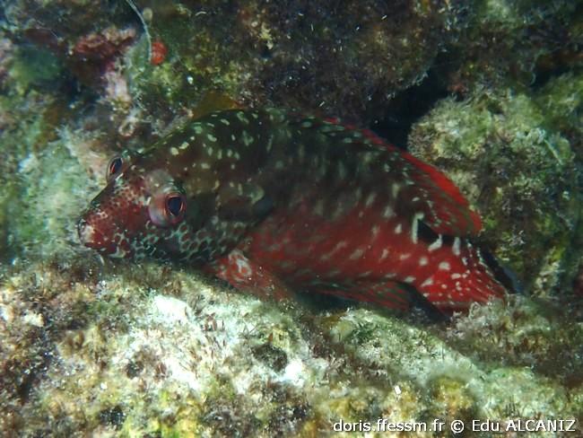 Cephalopholis-leopardus_ea1