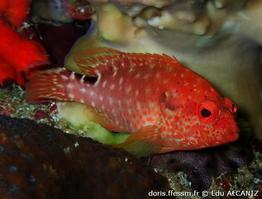 cephalopholis-leopardus_ea2