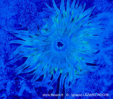 cereus_pedunculatus-ilr1