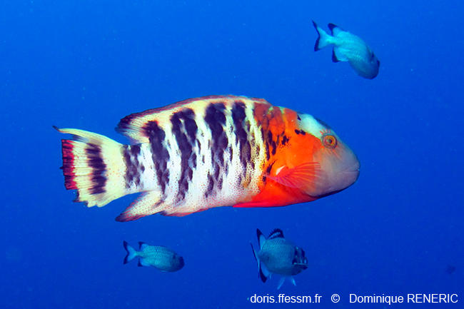 Cheilinus_fasciatus-dre2