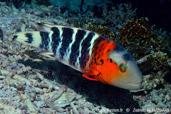 Cheilinus_fasciatus-za1