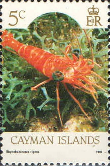 cinetorhynchus_rigens-timbre_stamp-cayman_islands