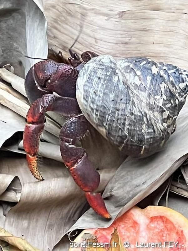 Coenobita_clypeatus-lf1