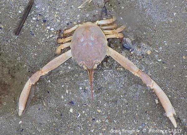 Un Crabe Corail Couronné Avec De Grandes Pinces Repose Dans Des Gorgones