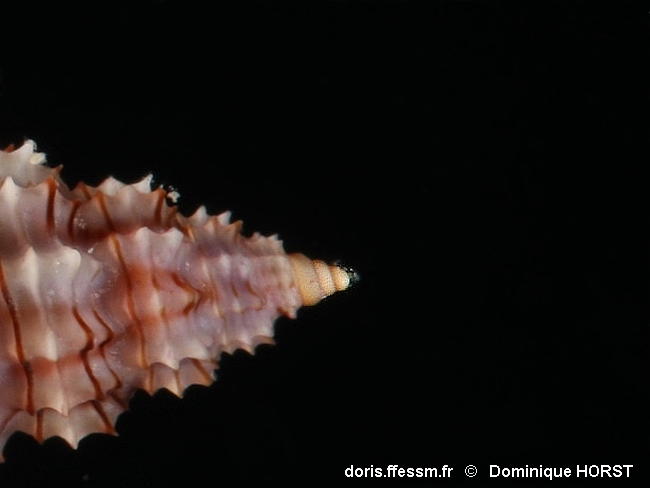 Cyrillia_linearis-doho095