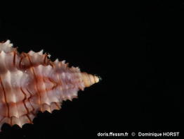 Cyrillia_linearis-doho095