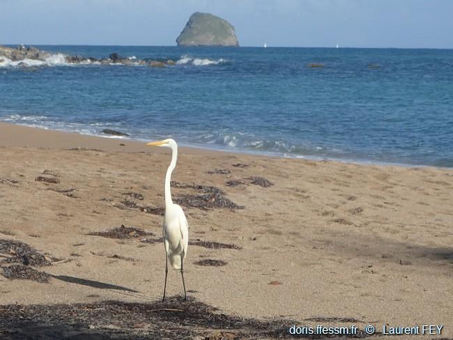 De Guadeloupe