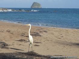 De Guadeloupe