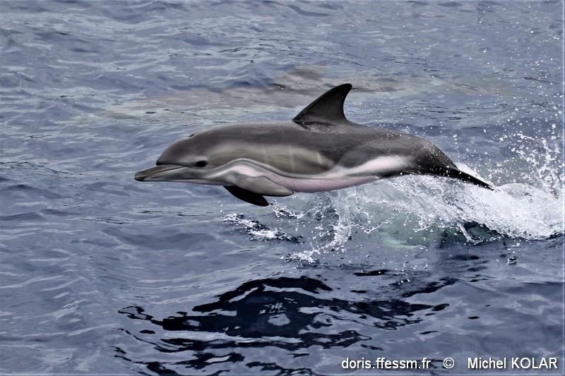 delphinus_delphis-mk1