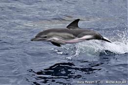 delphinus_delphis-mk1