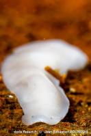 dendrocoelum_lacteum-jsb-10