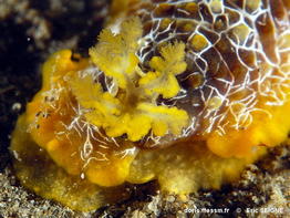 doriopsilla_areolata-erse71