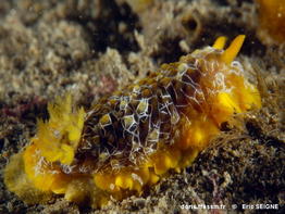 doriopsilla_areolata-erse72