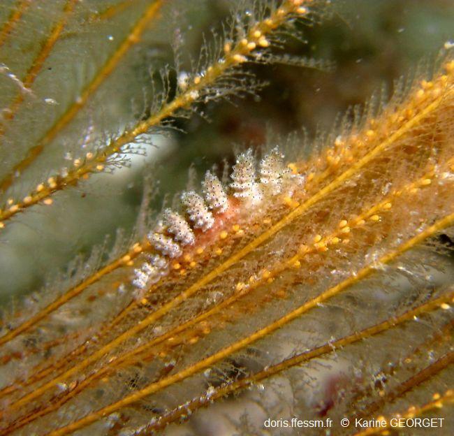 Doto_pinnatifida_kg_01