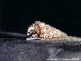 Epitonium_clathrus_doho_img_03