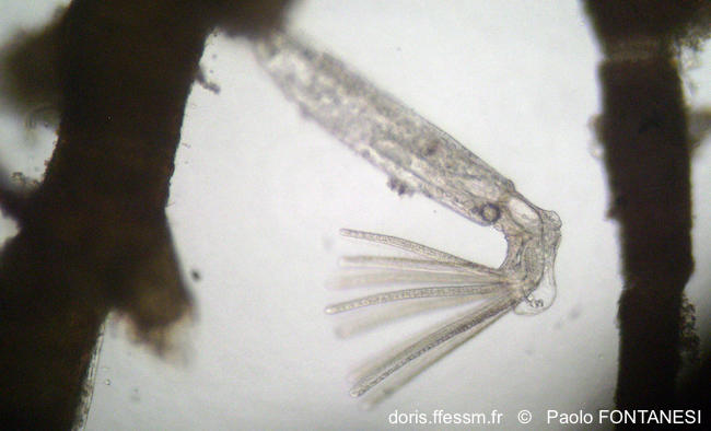 farrella_repens-pafo1