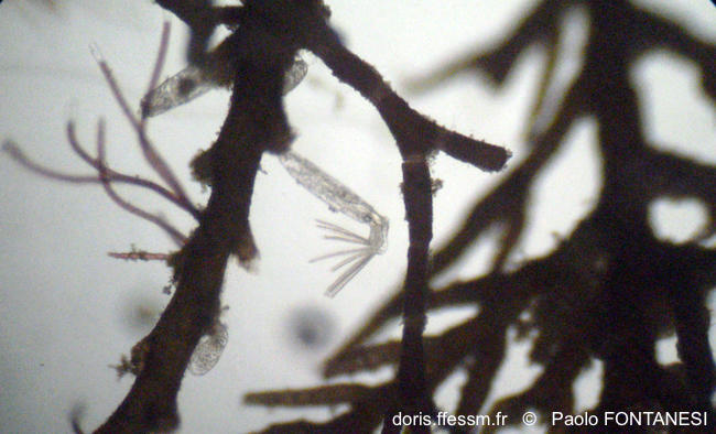 farrella_repens-pafo2