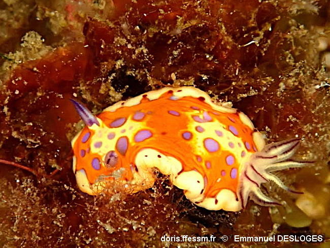 Felimida_clenchi-emde010