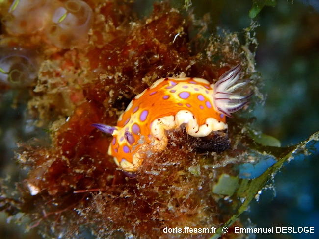 Felimida_clenchi-emde102