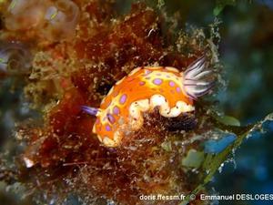 Felimida_clenchi-emde102