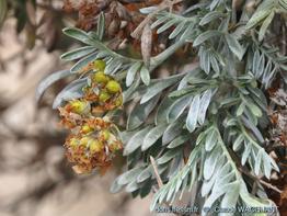 Fruits