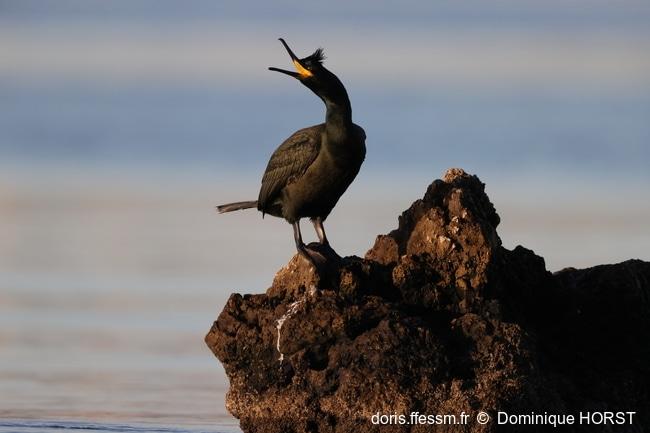 gulosus_aristotelis-dh9