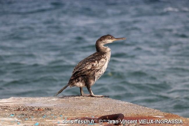 gulosus_aristotelis-jvvi10