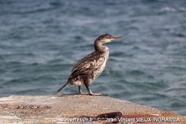 gulosus_aristotelis-jvvi10