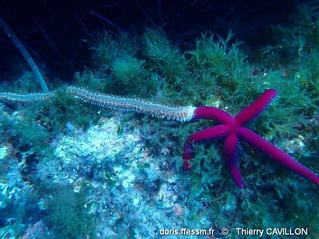 hermodice_carunculata-ct18