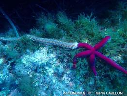 hermodice_carunculata-ct18