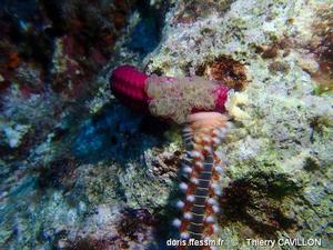 hermodice_carunculata-tc19