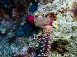 hermodice_carunculata-tc19