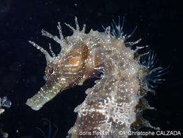 hippocampe moucheté christophe Calzada1.jpg
