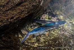 hirundichthys_rondeletii-jpp2