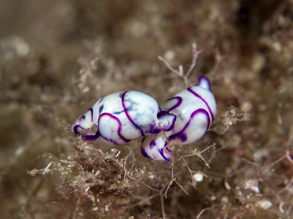 Lamprohaminoea_ovalis-stko190