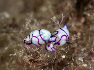 Lamprohaminoea_ovalis-stko190