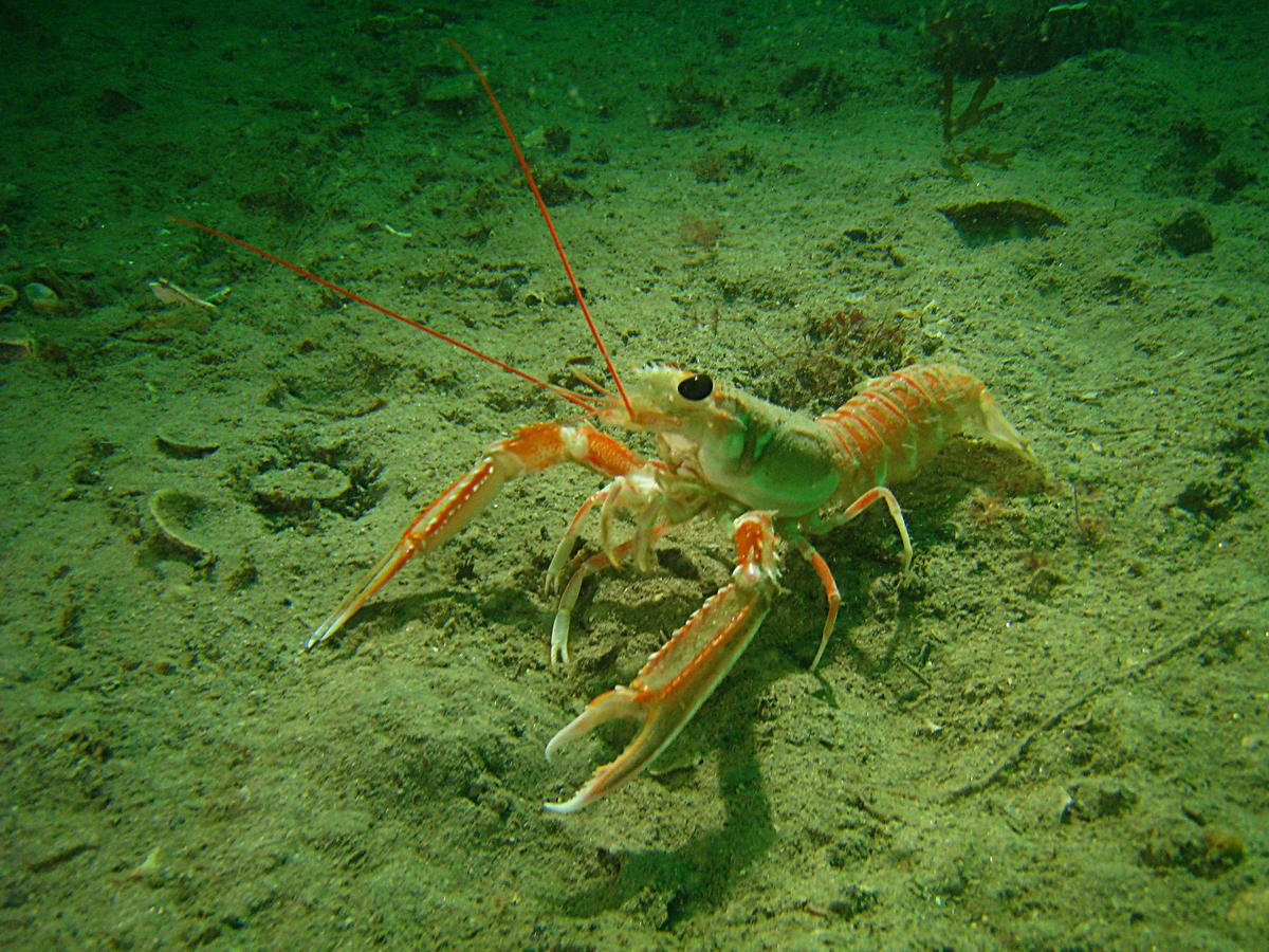 Langoustine en ballade