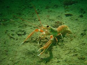 Langoustine en ballade