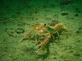 Langoustine en ballade