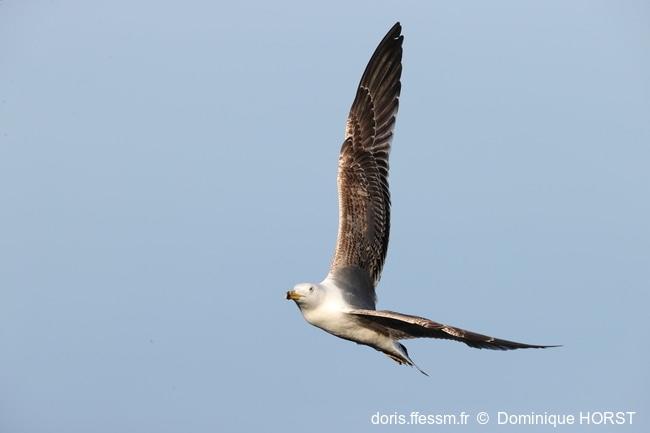 larus_michahellis-dh130