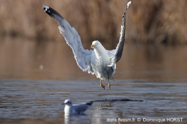 larus_michahellis-dh140