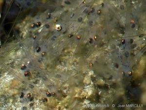 lepomis_gibbosus_alevins-jma-10