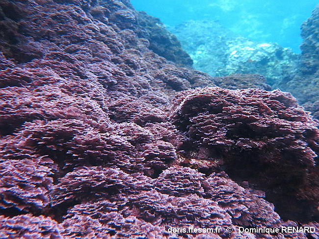 lithophyllum_incrustans-dore-img_110