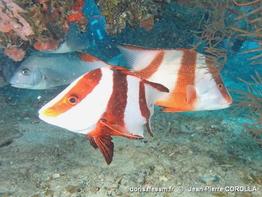 lutjanus_sebae-jpc-20