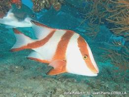 lutjanus_sebae-jpc-30