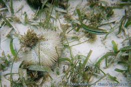 lytechinus_variegatus-clwa-img_22