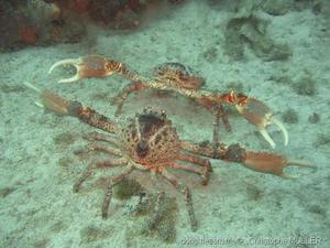 maguimithrax_spinosissimus-cm01